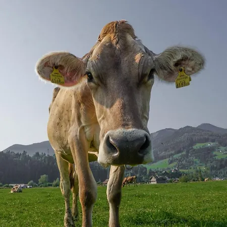 Am Moserhof *