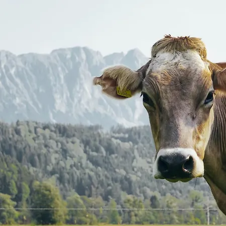 Am Moserhof * Stein an der Enns