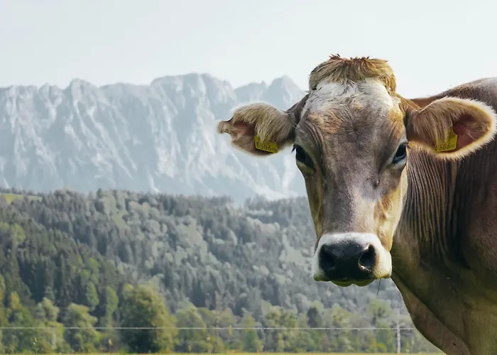 Am Moserhof * Stein an der Enns